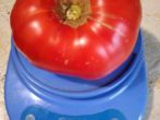 Сорт алтайський шедевр-великий і холодостійкий томат