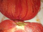 Сорт алтайський шедевр-великий і холодостійкий томат