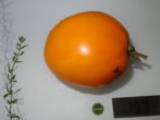 Томат південний загар-помаранчевий плід надзвичайного смаку