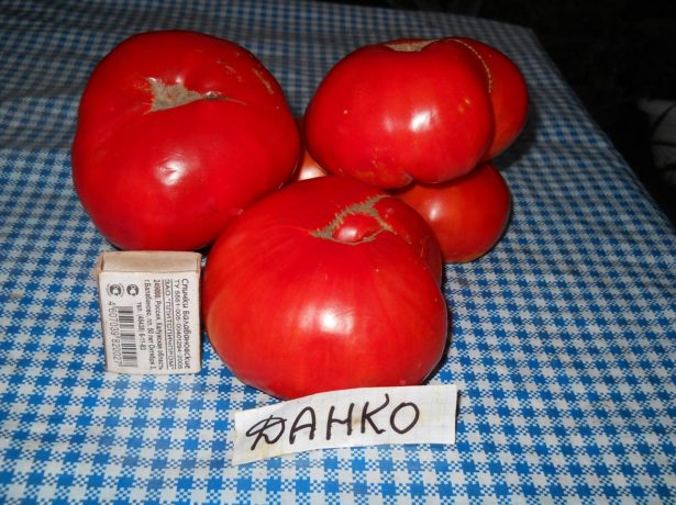 Данко-томат з палаючим серцем