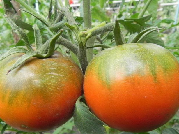 Хлиновский-томат з двома головними перевагами: відмінним смаком і хорошою врожайністю