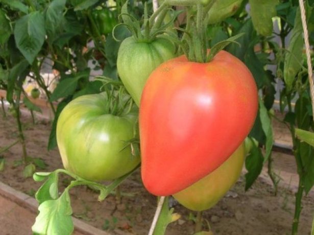 Сибірський томат орлине серце