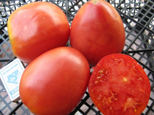Улюблений сорт томата-настенька