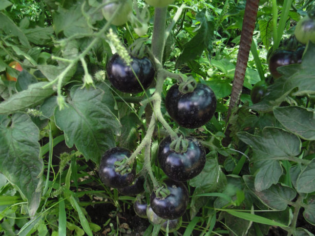 Ця гроно дійсно чорна: найбагатший антоціанами сорт томатів