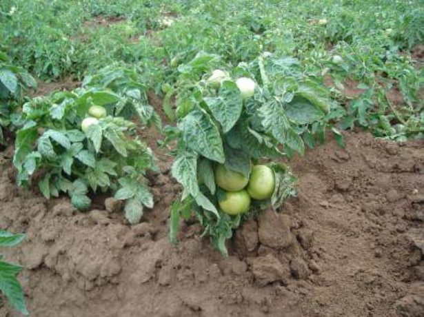 Крайня північ-томат для регіонів ризикованого землеробства