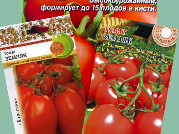 Кумато-томат-напівдикар, який отримав світову популярність