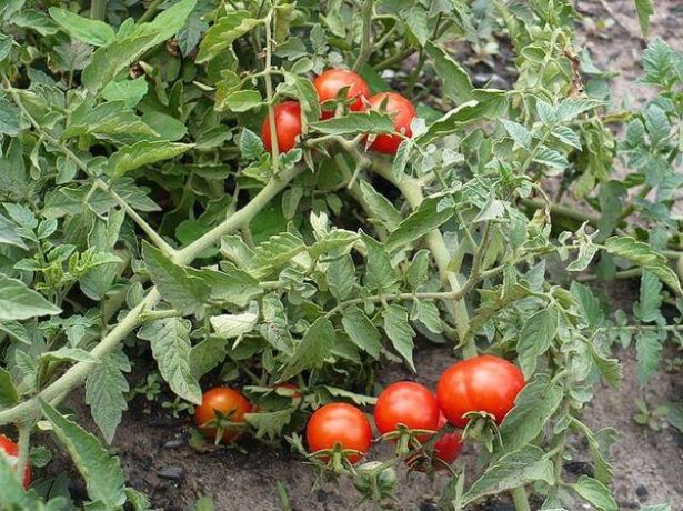 Нікола-томат з сибірським характером