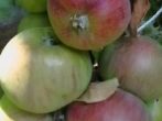 Колонновидная яблуня в підмосковї: кращі сорти з описами і фото