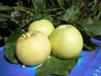 Колонновидная яблуня в підмосковї: кращі сорти з описами і фото