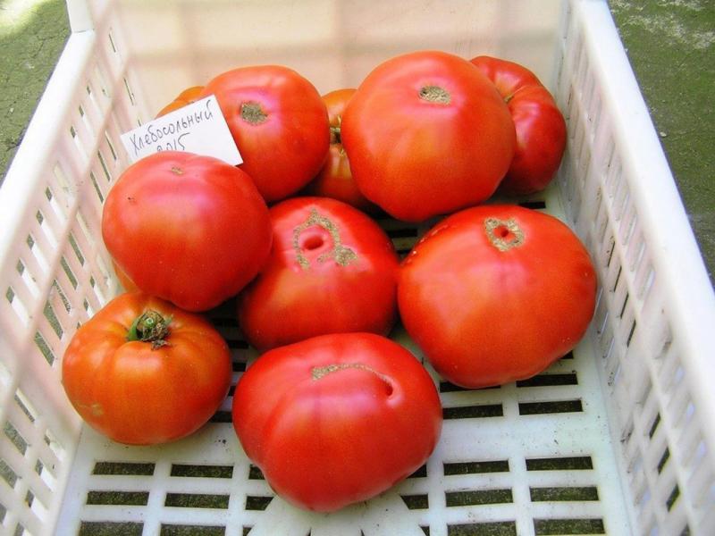 Pomme damour від москви до самих до околиць: способи вирощування помідорів в різних регіонах