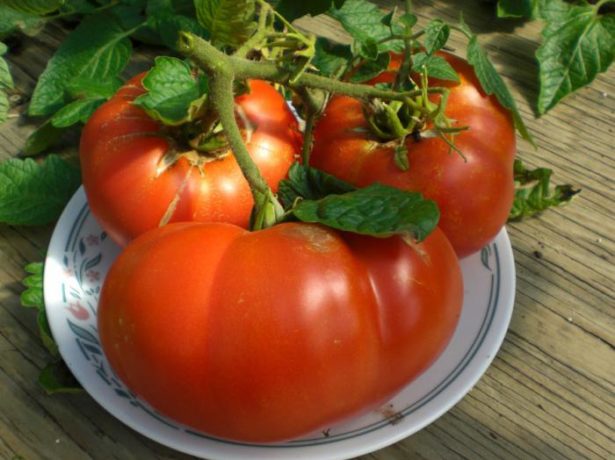 Pomme damour від москви до самих до околиць: способи вирощування помідорів в різних регіонах