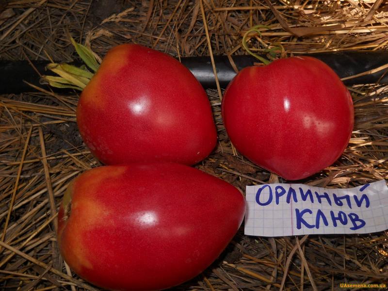 Великоплідний томат цукровий бізон