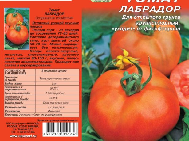 Лабрадор-низькорослий томат з небувалою врожайністю