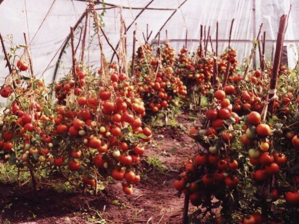 Лабрадор-низькорослий томат з небувалою врожайністю