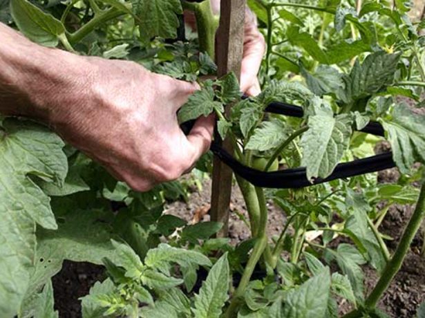 Як підвязати помідори у відкритому грунті: основні способи і правила