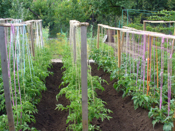Як підвязати помідори у відкритому грунті: основні способи і правила