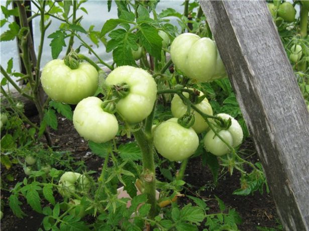 Крайня північ-томат для регіонів ризикованого землеробства