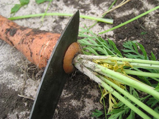 Як зберегти моркву в погребі до наступного врожаю