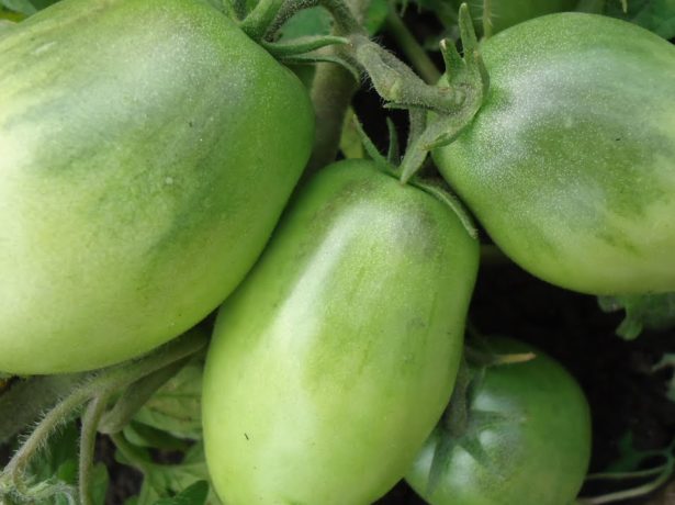 Секреты выращивания большого урожая томатов бони