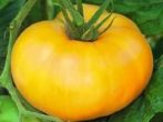 Великоплідний томат цукровий бізон