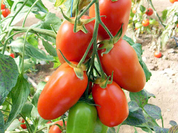 У всіх на вустах: кращі сорти томатів для середньої смуги росії