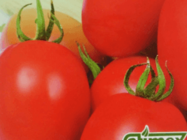 Подснежник — холодостойкий томат для северных регионов