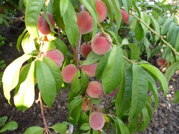Сорти персика для підмосковя