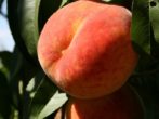 Сорти персика для підмосковя