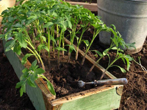 Способи посадки томатів на розсаду і тонкощі догляду за нею