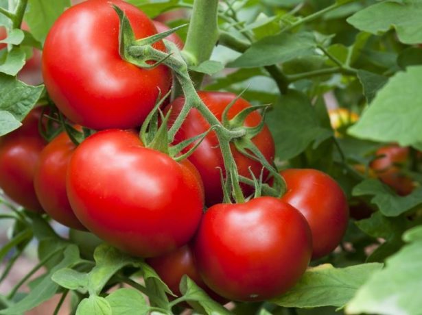 Добірка кращих сортів томатів для вирощування в кіровській області