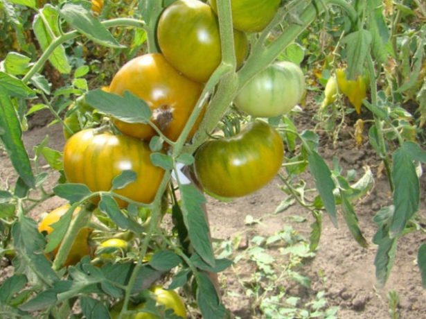 Добірка кращих сортів томатів на 2019 рік