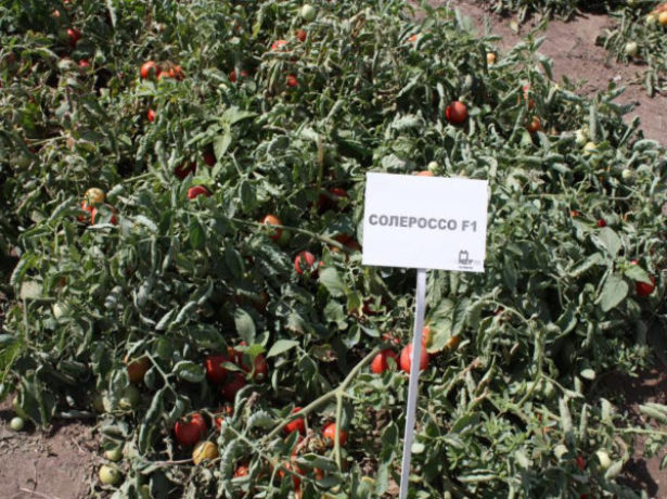 Добірка кращих сортів томатів на 2019 рік
