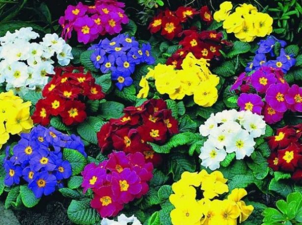 Які квіти посадити на розсаду в лютому: добірка популярних варіантів