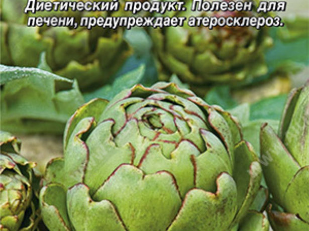 Артишоки в росії: сорти, вирощування, використання