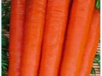 Морква тушон-відмінний універсальний сорт для середньої смуги