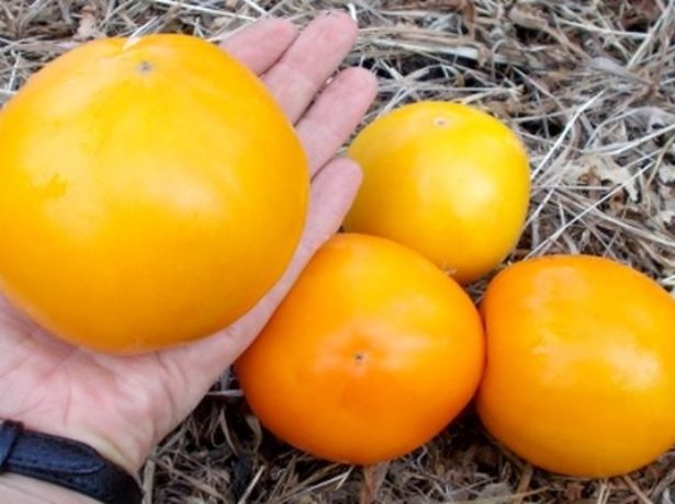 Томат сорту гігант лимонний: для любителів великих жовтих помідорів