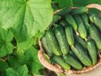 Кращі сорти огірків на 2019 рік: вибираємо найсмачніші і врожайні
