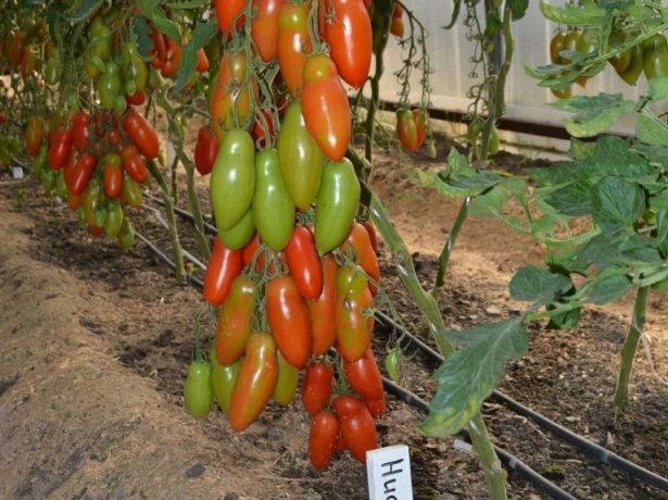 Сорт томатів ніагара-водоспад з помідорів
