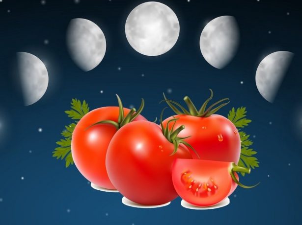 Коли садити помідори на розсаду в 2019 році: визначаємося з термінами