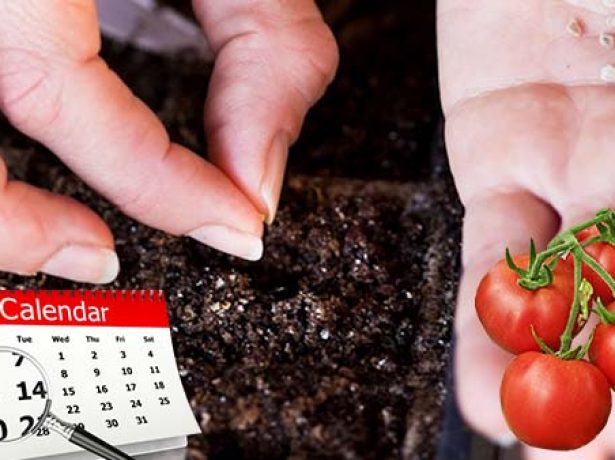 Коли садити помідори на розсаду в 2019 році: визначаємося з термінами