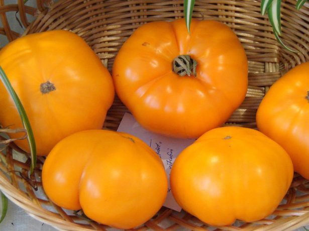 Самі незвичайні помідори: добірка з фото екзотичних сортів томатів різної форми і забарвлення