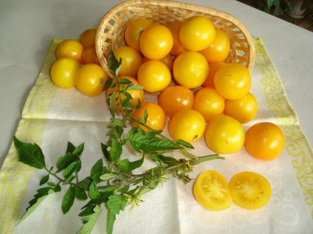 Самі незвичайні помідори: добірка з фото екзотичних сортів томатів різної форми і забарвлення