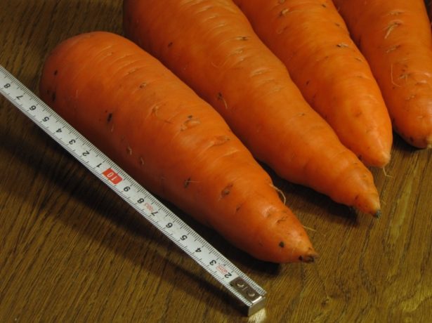 Розповідь про сибірської морквині: добірка кращих сортів з описом