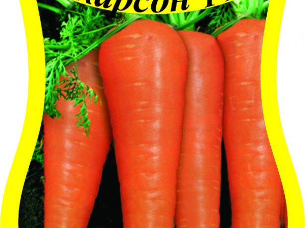 Розповідь про сибірської морквині: добірка кращих сортів з описом