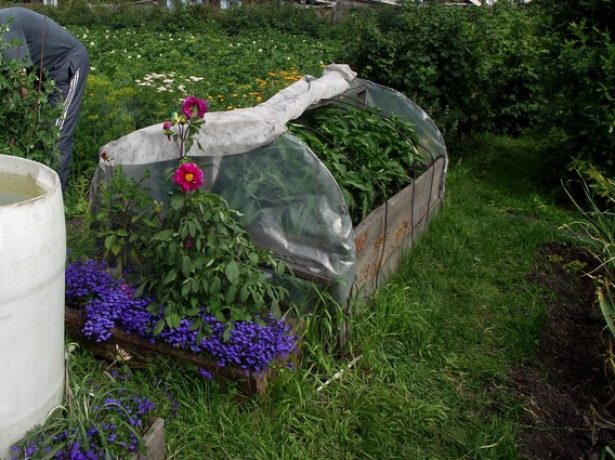 Клубника элиане — ягода для вдумчивых садоводов