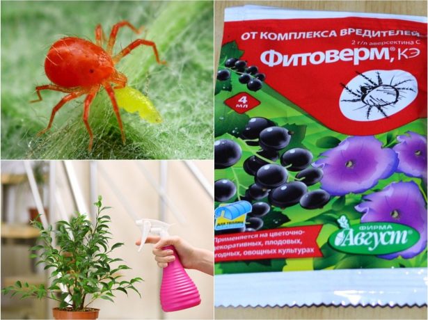 Фитоверм - для захисту рослин від шкідників