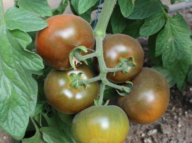 Незвично вузькі грядки і зростання врожайності: вирощування томатів по міттлайдеру