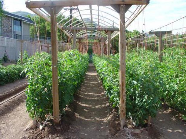 Незвично вузькі грядки і зростання врожайності: вирощування томатів по міттлайдеру