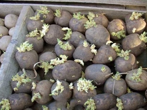 Як виростити рання картопля в будь-якому кліматі
