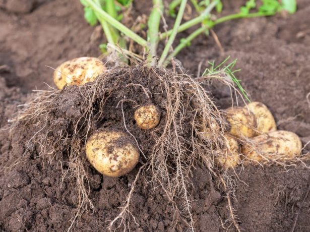 Як виростити рання картопля в будь-якому кліматі